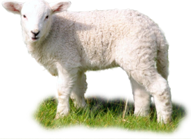 agnello