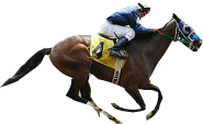 cavallo corsa
